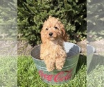 Small #1 Cavapoo mix (+ Poodle Miniature)