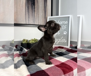 French Bulldog Puppy for sale in FRANKLIN, IN, USA