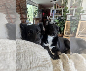 BUG #2 - Female Mutt Dog for Adoption - Photo #4