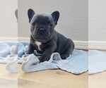 Puppy Slater French Bulldog