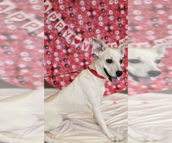 Medium Photo #1 Mutt Puppy For Sale in Oskaloosa, IA, USA