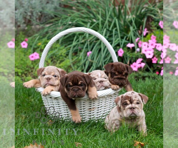 Medium Photo #2 English Bulldog Puppy For Sale in EPHRATA, PA, USA