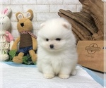 Small Photo #5 Pomeranian Puppy For Sale in NEW YORK, NY, USA