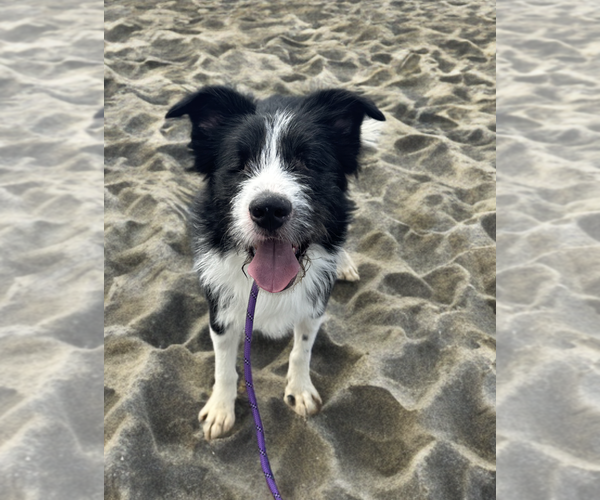 Medium Photo #4 Mutt Puppy For Sale in Newport Beach, CA, USA
