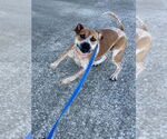 Small #15 Coonhound Mix