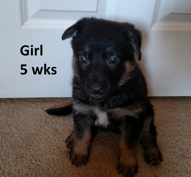 Medium Photo #1 German Shepherd Dog Puppy For Sale in JOHNS ISLAND, SC, USA