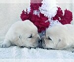 Small Photo #10 English Cream Golden Retriever Puppy For Sale in FOUNTAIN, CO, USA
