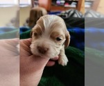 Puppy Puppy 1 buff Cocker Spaniel