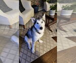 Small #6 Huskies  Mix