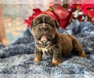 English Bulldog Puppy for sale in OOLOGAH, OK, USA
