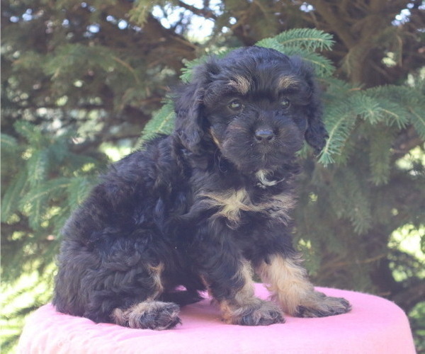Medium Photo #5 Cavapoo Puppy For Sale in THORP, WI, USA