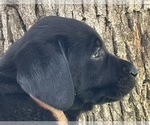 Small Photo #2 Labrador Retriever Puppy For Sale in BROWNS VALLEY, CA, USA
