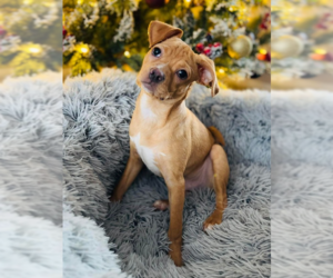 American Pit Bull Terrier-Unknown Mix Dogs for adoption in Plymouth, MN, USA