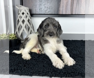 Miniature Labradoodle Puppy for sale in FRANKLIN, IN, USA