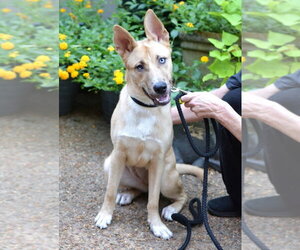 Gerberian Shepsky Dogs for adoption in Enfield, CT, USA