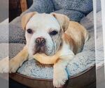 Small #1 French Bulldog