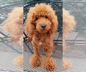 Mother of the Cavapoo (Miniature)-Goldendoodle Mix puppies born on 04/06/2026