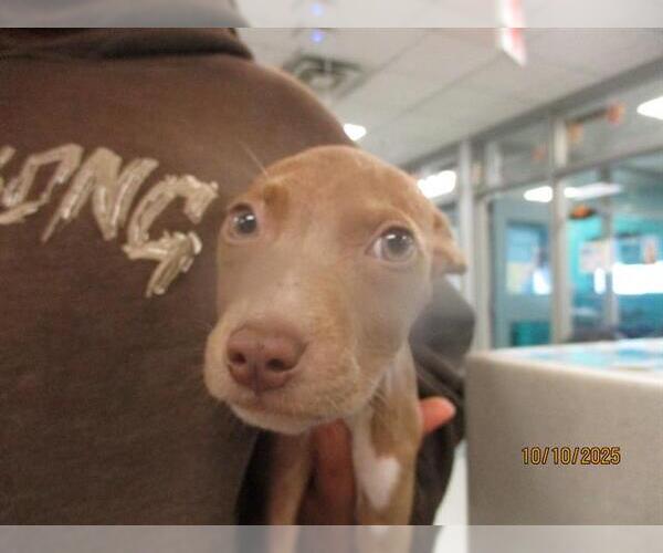 Medium Photo #1 American Pit Bull Terrier-Unknown Mix Puppy For Sale in Oklahoma City, OK, USA