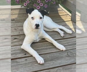 Caliente - Female Mutt Dog for Adoption - Photo #12