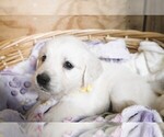 Puppy Chevelle English Cream Golden Retriever