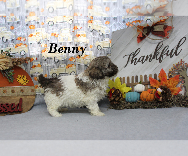 Medium Photo #19 Poodle (Toy) Puppy For Sale in CHANUTE, KS, USA