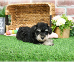 Small #1 Schnauzer (Miniature)