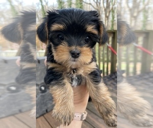 Yorkshire Terrier Puppy for sale in SENECA, SC, USA