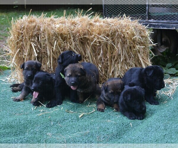 Medium Photo #1 German Shepherd Dog Puppy For Sale in POWDER SPRINGS, GA, USA