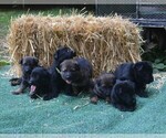 Image preview for Ad Listing. Nickname: inga pups