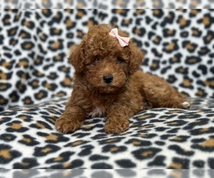 Poodle (Toy) Puppy for Sale in LAKELAND, Florida USA