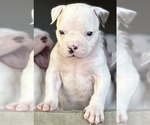Small Photo #8 American Bulldog Puppy For Sale in PLUMAS LAKE, CA, USA