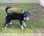 Small Photo #4 Mutt Puppy For Sale in Grafton, WI, USA