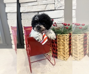 Poodle (Miniature) Puppy for Sale in CENTRALIA, Illinois USA