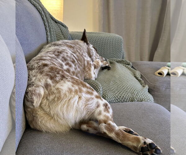 Medium Photo #5 Mutt Puppy For Sale in Garden City, NY, USA