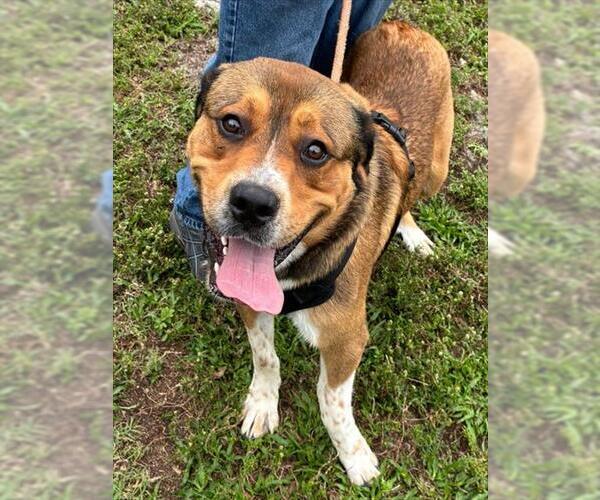 Medium Photo #1 German Shepherd Dog-Unknown Mix Puppy For Sale in Fort Lauderdale, FL, USA