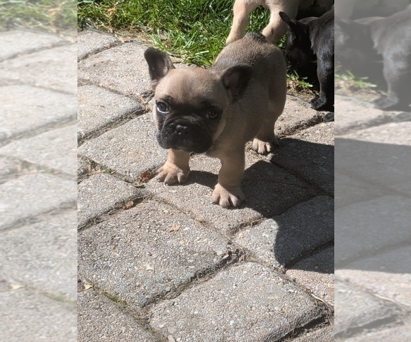 Medium Photo #3 French Bulldog Puppy For Sale in WEST CHESTER, PA, USA