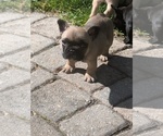 Small #2 French Bulldog
