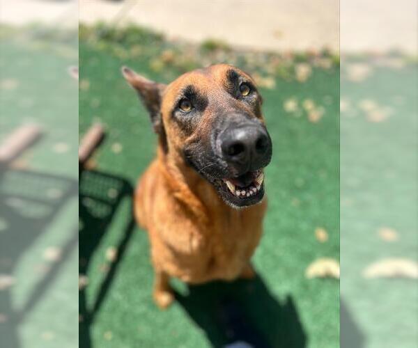 Medium Photo #1 German Shepherd Dog Puppy For Sale in Chula Vista, CA, USA