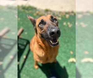 German Shepherd Dog Dogs for adoption in Chula Vista, CA, USA