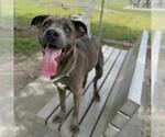 Small American Pit Bull Terrier