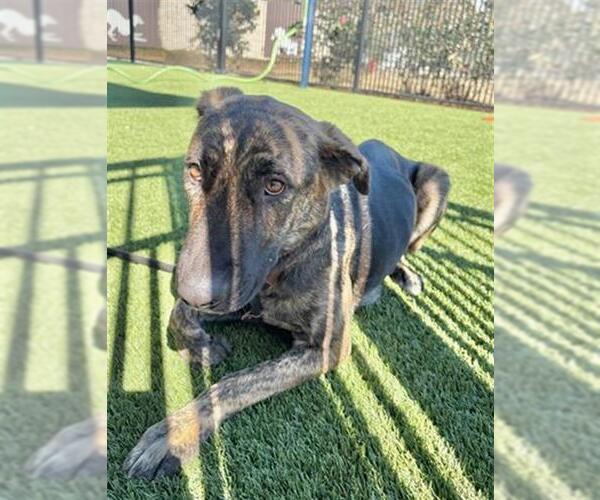 Medium Photo #2 German Shepherd Dog-Unknown Mix Puppy For Sale in Baytown, TX, USA