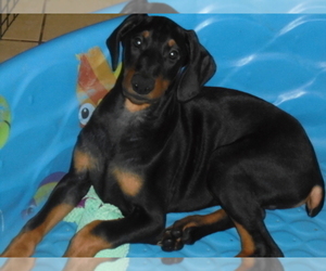 Doberman Pinscher Puppy for sale in QUEEN CREEK, AZ, USA