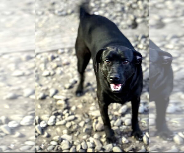 Medium Photo #4 Mutt Puppy For Sale in Stckton, CA, USA