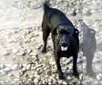 Small #3 Mutt
