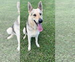 Small German Shepherd Dog