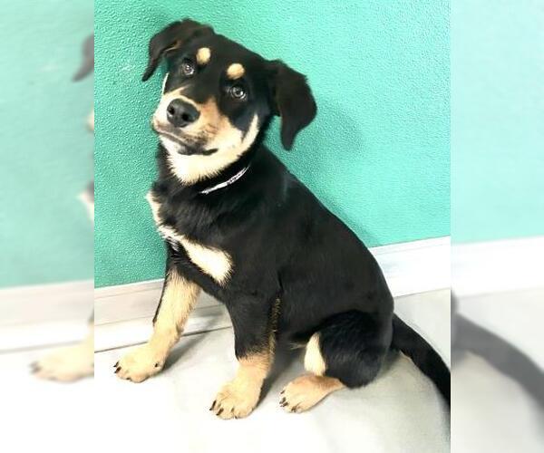 Medium Photo #1 Rottweiler-Unknown Mix Puppy For Sale in Visalia, CA, USA