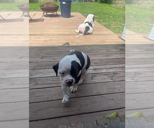 American Bulldog Puppy for sale in INDEPENDENCE, MO, USA