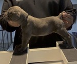 Puppy Felicia Cane Corso