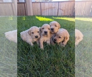 English Cream Golden Retriever Puppy for sale in SACRAMENTO, CA, USA