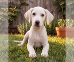 Small Labrador Retriever Mix